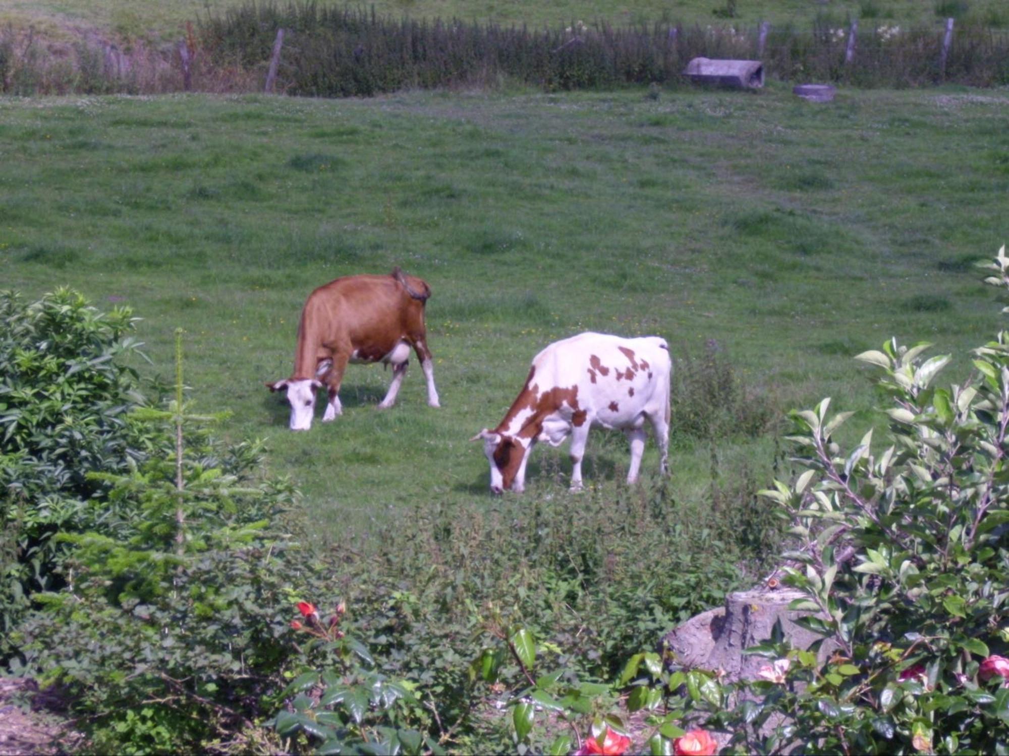 Willekes Bluetenhof Vakantieboerderij *