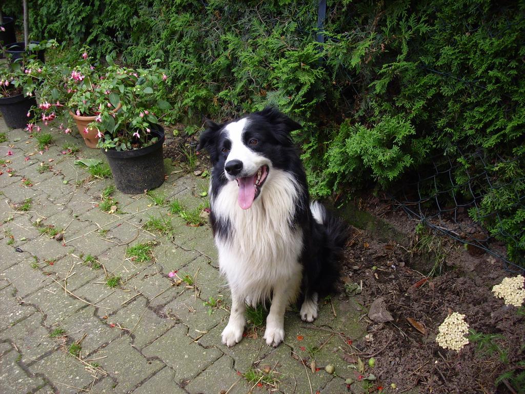 Vakantieboerderij Willekes Bluetenhof Madfeld